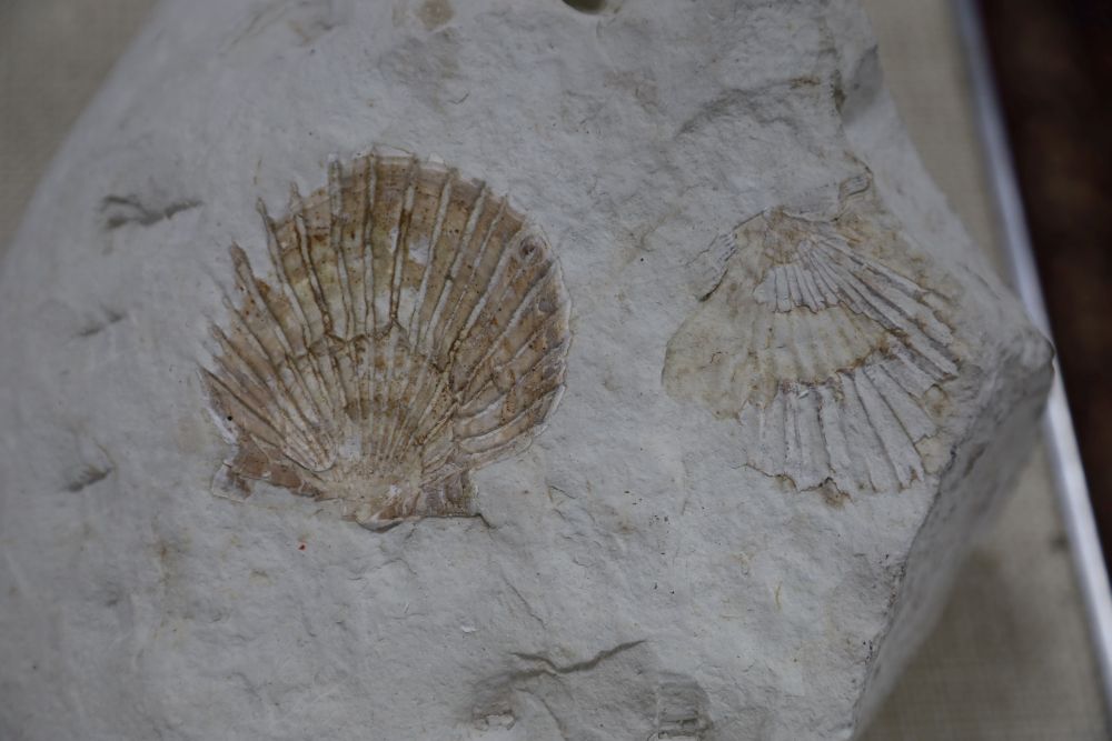 Four various fossils